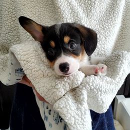 Pembroke Welsh Corgi Puppies from Patrick's Pembroke Welsh Corgis