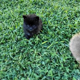Sheena - Black female Pomeranian puppy in Linwood, North Carolina from My Tiny Paws