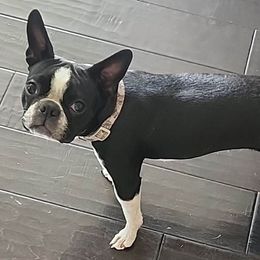Gwen - Boston Terrier