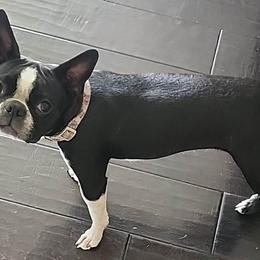 Gwen - Boston Terrier