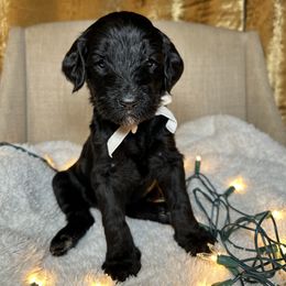 Noel - Black female Bernedoodle puppy in Greenville, South Carolina from Halo BerneDo