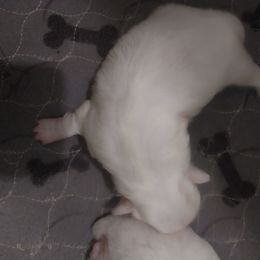 Female 1 - White female Shih Tzu puppy in Eastanollee, Georgia from G & J Shih Tzu