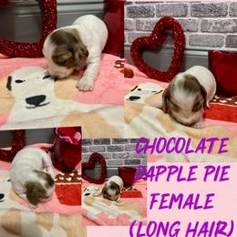 Dapple pie - Chocolate female Dachshund puppy in Lakeland, Florida from Berry Dachshunds
