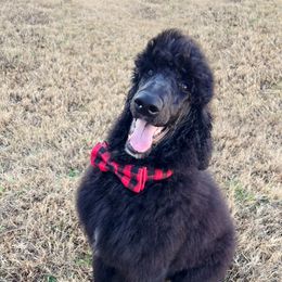 Poodle Puppies from Rolling Meadows Ranch Poodles