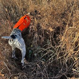 German Shorthaired Pointer All Grown Up from The Nosbisch Ranch Shorthaired Pointers