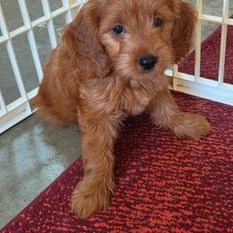 Bella - Red  female Goldendoodle puppy in Little Rock, Arkansas from Adorable Mini Doodles LLC