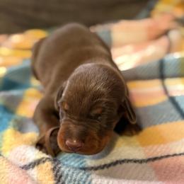 Brown Collar - Red and rust male Doberman Pinscher puppy in Lake City, Florida from Paintedcrazy Doberman Pinchers
