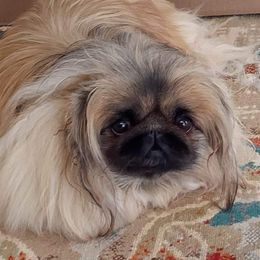 Ruby - Pekingese