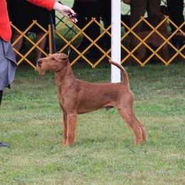 JASPER - Irish Terrier