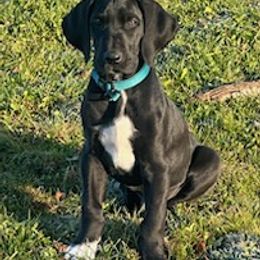 Great Danes from Epic Prince Dutton
