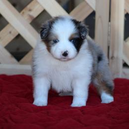 Cloudburst - Blue merle female Australian Shepherd puppy in Circleville, Utah from Canyon Creek Aussies