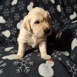Atlas - Light golden male Golden Retriever puppy in Seymour, Missouri from High Road Golden Retrievers