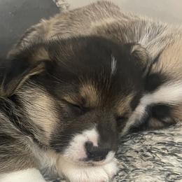Pembroke Welsh Corgis from Stoutmeyer's Pembroke Welsh Corgis