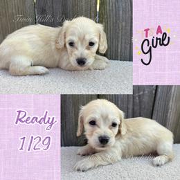 Emma - Cream female Dachshund puppy in Jonesboro, Illinois from Twin Hills Dachshunds