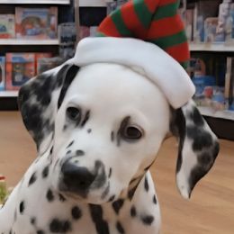 LUA Diamond - White black and tan female Dalmatian puppy in Phoenix, Arizona from Samba Flavors