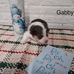 Boy 1 - Black and tan male Pembroke Welsh Corgi puppy in Tucson, Arizona from Sierrita Mountain Corgis