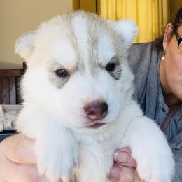 Boy 2 - Siberian Husky puppy from Sassenach Siberians