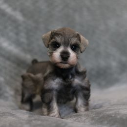 Hammer - Salt and pepper male Miniature Schnauzer puppy in Tremonton, Utah from Rocky Mountain Schnauzer