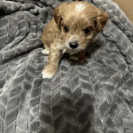 Maltipoo Puppies from Christy Mashore