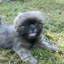 Girl2 - Blue female Shih Tzu puppy in Springville, Indiana from DeFord Shih Tzu