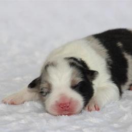 Henry - Blue merle male Australian Shepherd puppy in Circleville, Utah from Canyon Creek Aussies