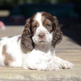 Selma - Liver white and tan female English Springer Spaniel puppy in Central, South Carolina from SarMel