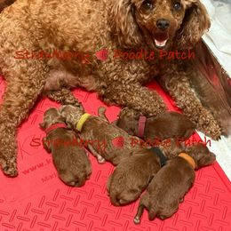 Poodle Puppies from Strawberry Poodle Patch