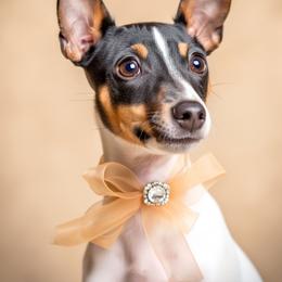 Hippie aka  Bee'Em Sea Cowboy's Knees Of My Heart - White black and tan female Toy Fox Terrier puppy in Conway, South Carolina from Bee'Em Sea Kennel