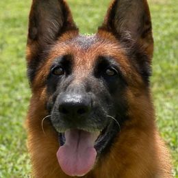 C-C - German Shepherd