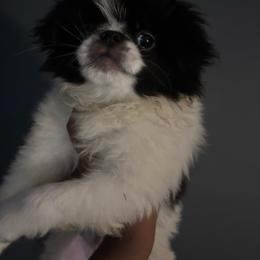 Boy 1 - White and black male Japanese Chin puppy in Connecticut from Lissette's pups chins and bullies