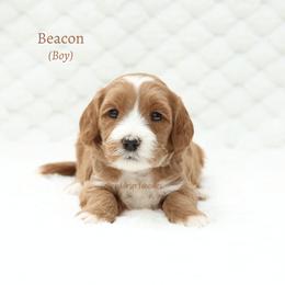 Beacon - Apricot male Australian Labradoodle puppy in Hurricane, Utah from Red Desert Doodles