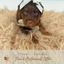 Clover - Chocolate female Goldendoodle puppy in Atlanta, Georgia from Teddy Puppies