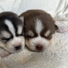 Pomsky Puppies from SRF Pomskies