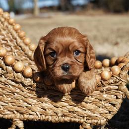 Rucker - Ruby male Cavalier King Charles Spaniel puppy in Lula, Georgia from Cavaliers by Crumley