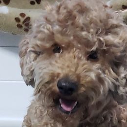 Laycee - Australian Labradoodle