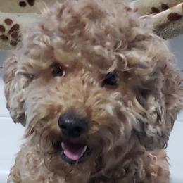 Laycee - Australian Labradoodle
