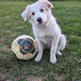 Border Collie Puppies from Lil Maine Border Collies