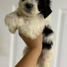 Rolo - Parti male Goldendoodle puppy in Anderson, South Carolina from M & L Pups