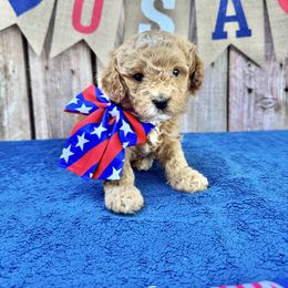 Rocket (black) - Brown male Cavapoo puppy in Modesto, California from Molly n Friends