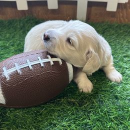 Benjamin - Cream male Dachshund puppy in Trenton, Kentucky from Promise Land Puppies