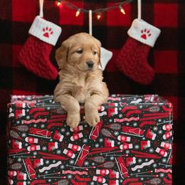 Labrador Retriever Puppies from Sun Ridge Labradors