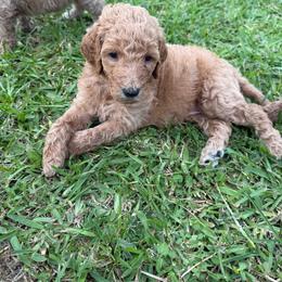 Coral - Apricot female Goldendoodle puppy in Inez, Texas from Heavenly H Doodles