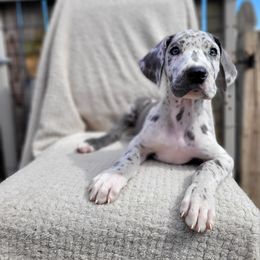 Girl - Blue and white Great Dane puppy in Gonzales, Louisiana from Anstatt House Of Danes