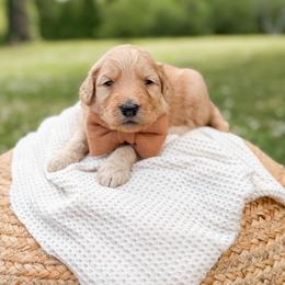 Bandit - Apricot male Goldendoodle puppy in Ooltewah, Tennessee from Allison Family Doodles
