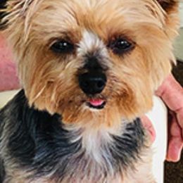 Lagotti Romagnoli and Yorkshire Terriers from Sherlyn Kennels