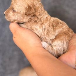 Sundae - Cream female Goldendoodle puppy in Sacramento, California from GoldenDoodle Love
