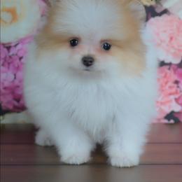 Spot - Red sable male Pomeranian puppy in Fultonville, New York from Sandy Aussies & Pomeranians