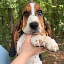 Athena - Black brown and white female Basset Hound puppy in Red Bay, Alabama from Maple Street Bassets
