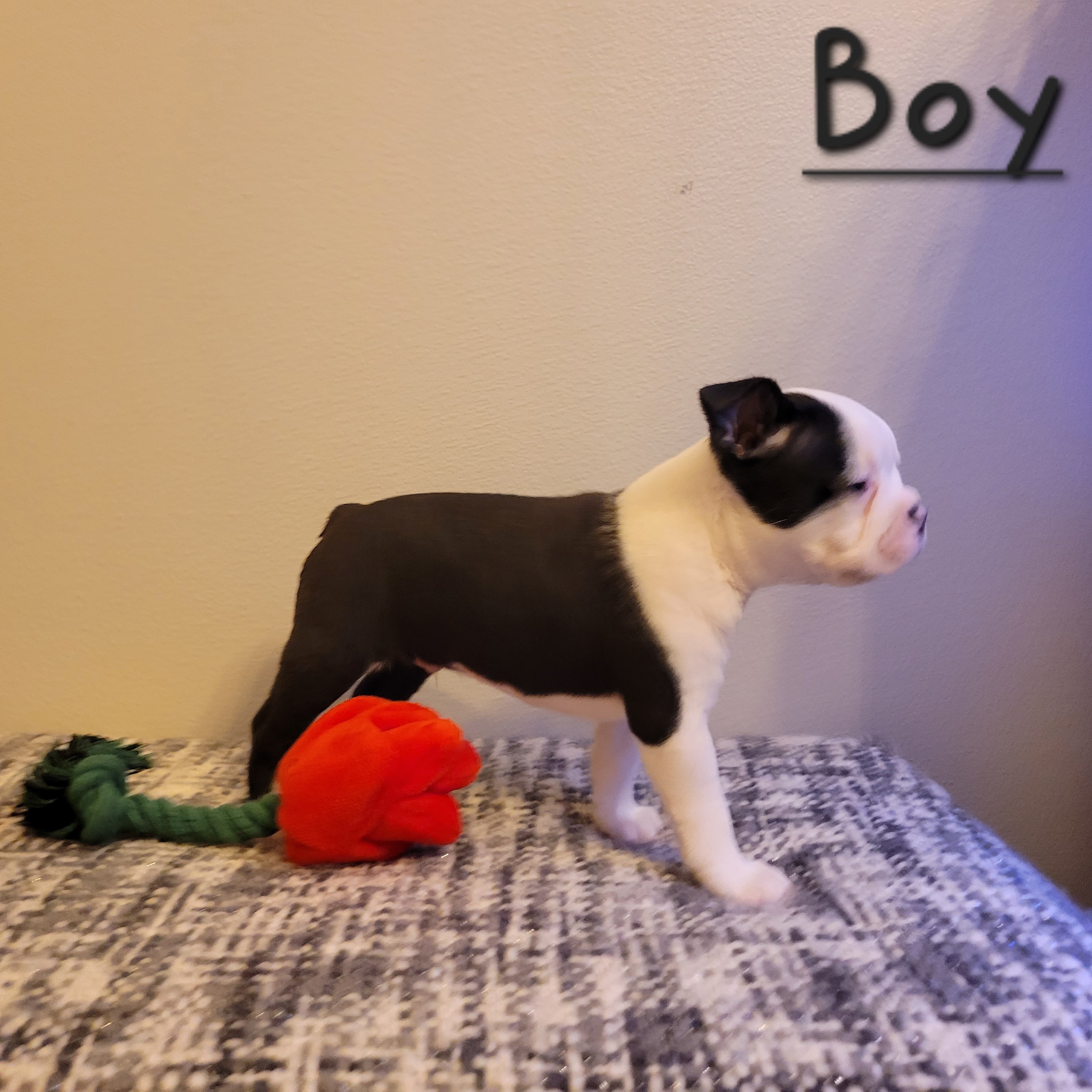 Boston Terrier All Grown Up from Remington's Chocolate Kisses