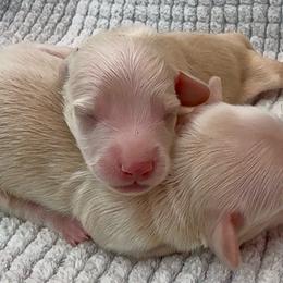 Kai - Cream male Dachshund puppy in Vero Beach, Florida from Joseph’s Dachshunds